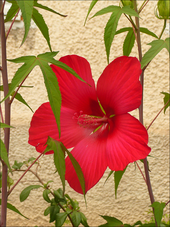 Изображение особи Hibiscus coccineus.