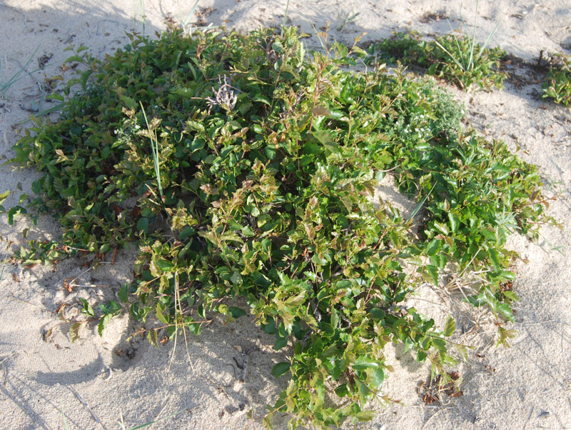 Image of Betula fusca specimen.