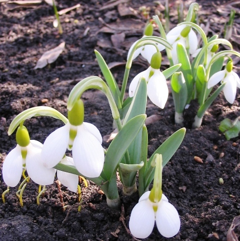 Изображение особи Galanthus elwesii.