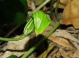 Arisarum vulgare. Соцветие, скрытое покрывалом. Израиль, Шарон г. Герцлия, сад цитрусовых. 30.11.2010.