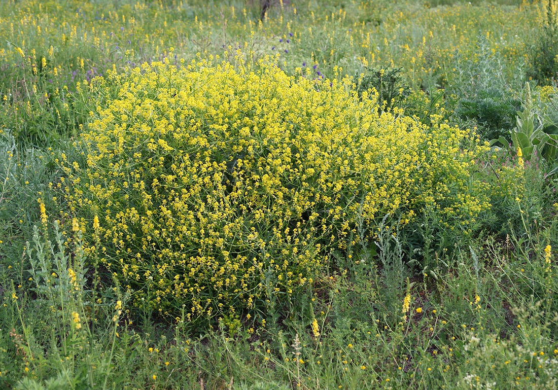 Изображение особи Rapistrum perenne.