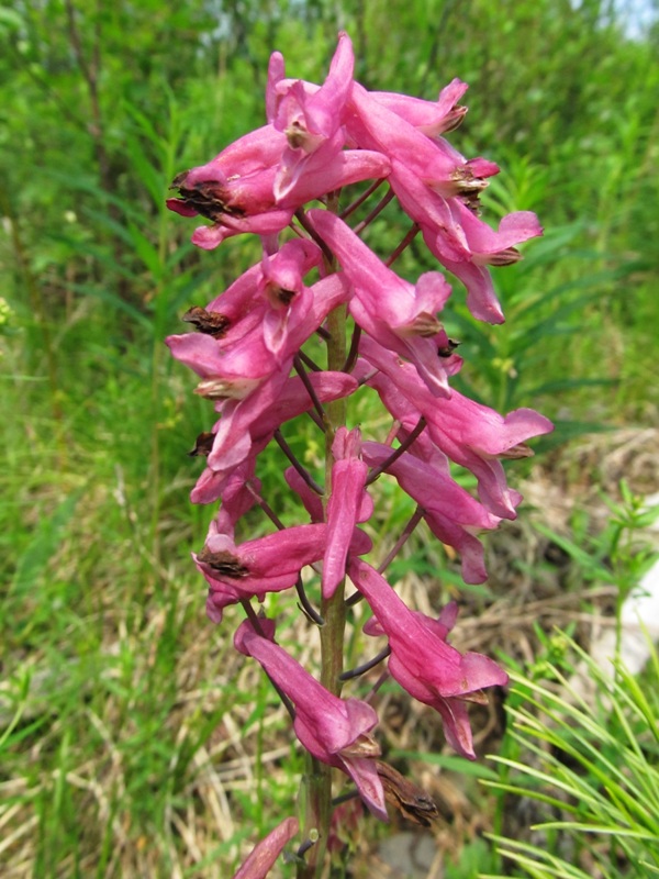 Image of Corydalis paeoniifolia specimen.