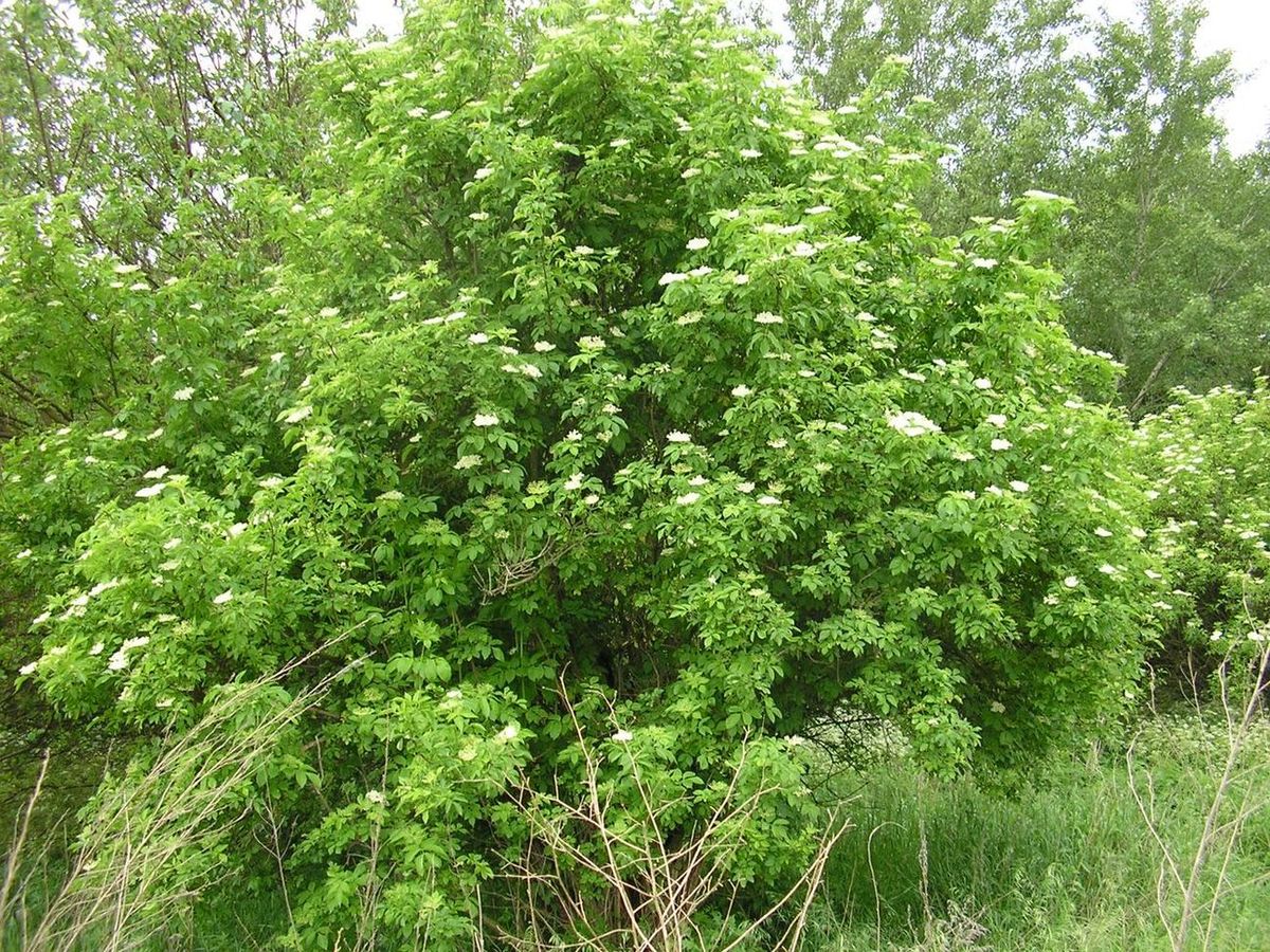 Image of Sambucus nigra specimen.