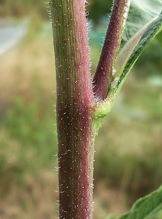 Image of genus Helianthus specimen.