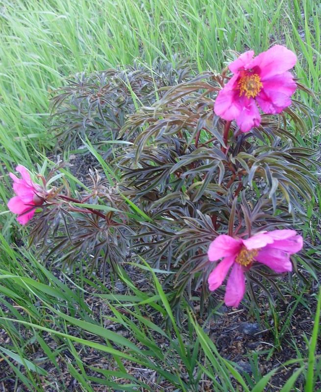 Image of Paeonia hybrida specimen.