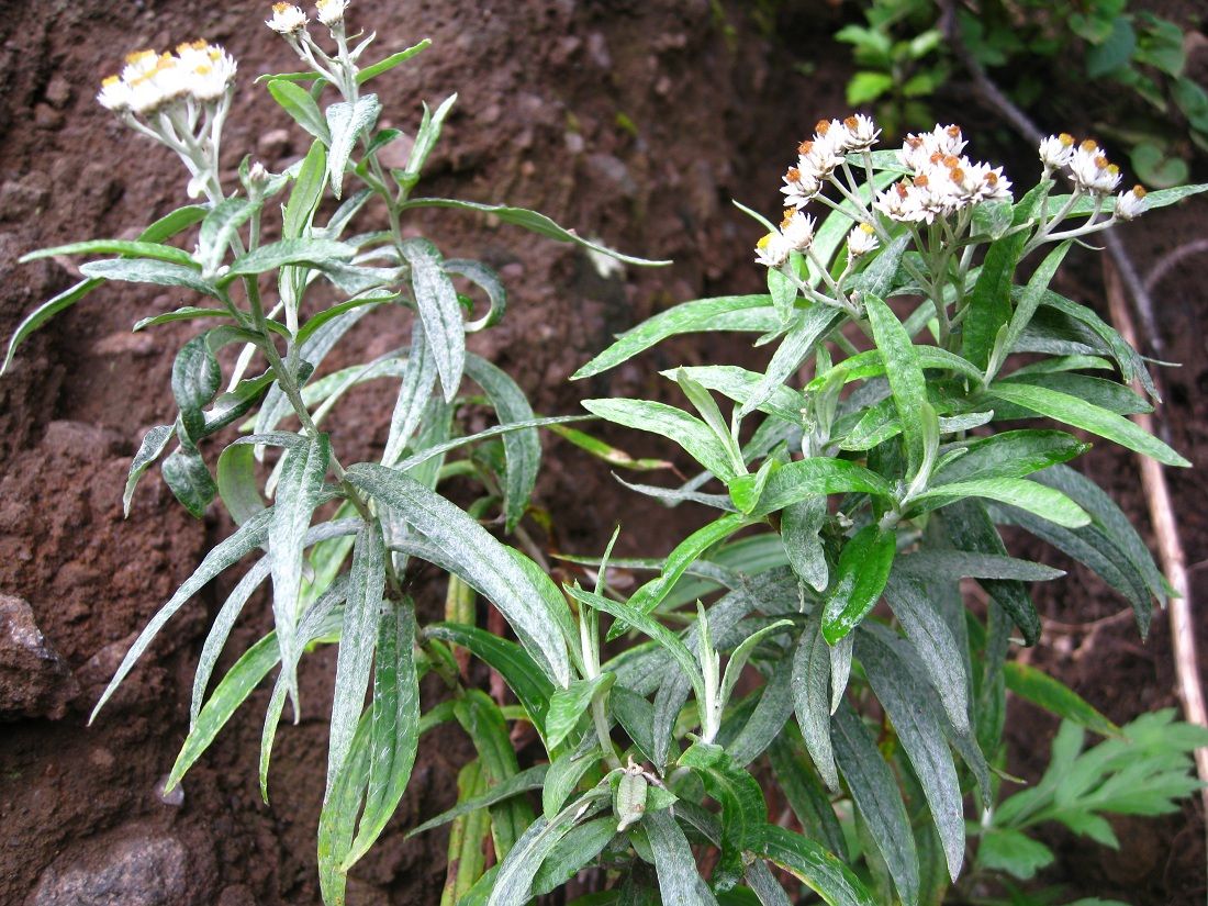 Image of Anaphalis margaritacea specimen.