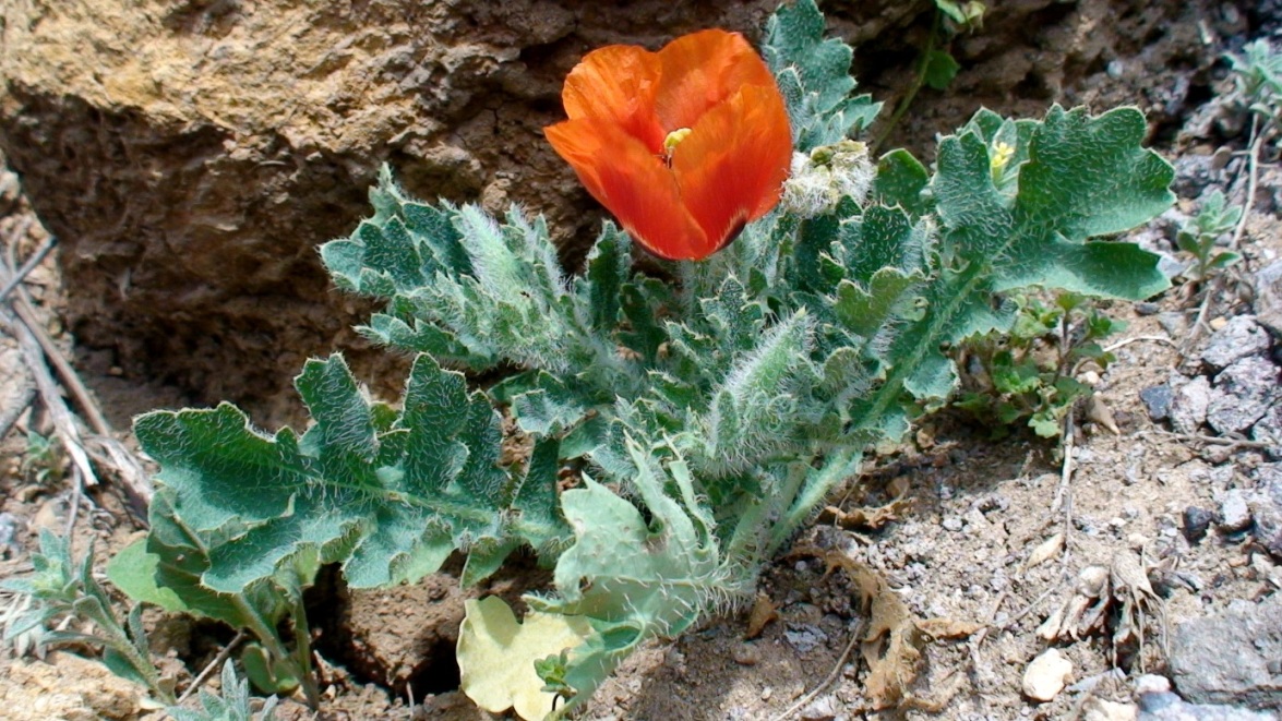 Image of Glaucium corniculatum specimen.