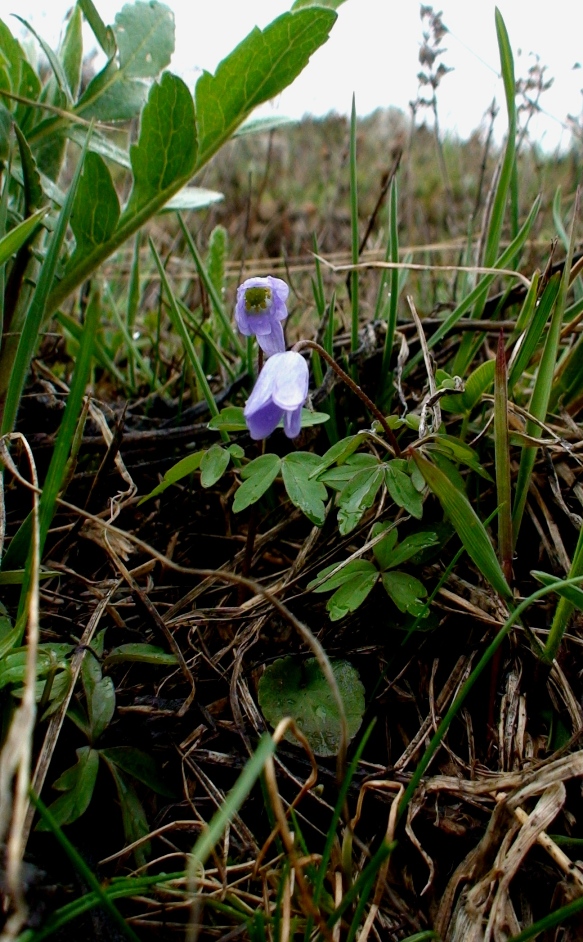 Image of Anemone caucasica specimen.