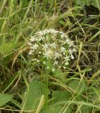 Смотреть изображение Allium decipiens