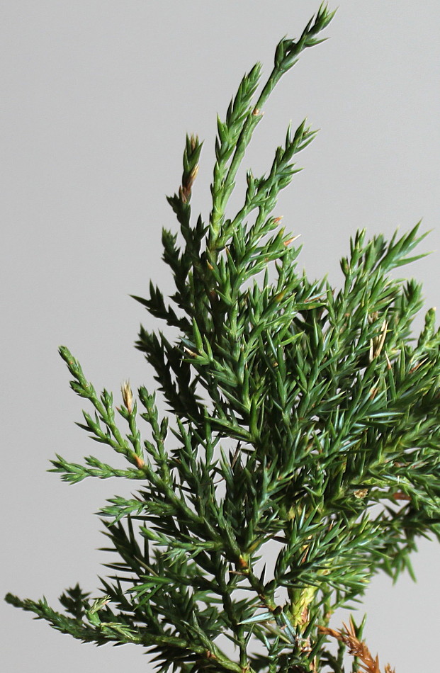 Image of Juniperus &times; pfitzeriana specimen.