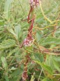 Cuscuta europaea