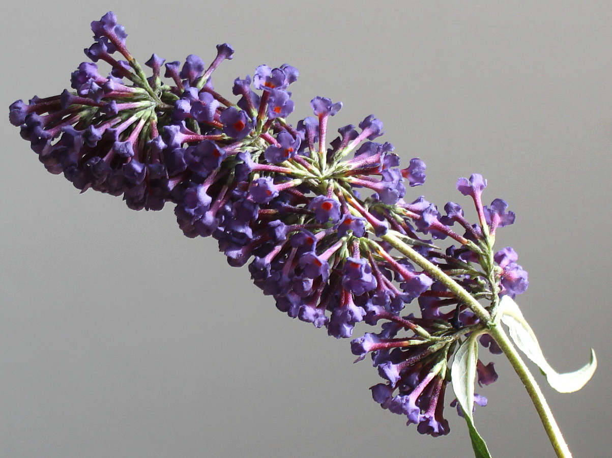 Image of Buddleja davidii specimen.