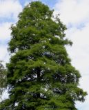 Taxodium distichum. Верхняя часть дерева. Германия, г. Кемпен, в парке. 07.07.2012.