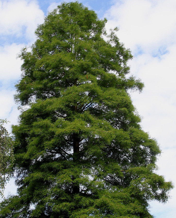 Изображение особи Taxodium distichum.