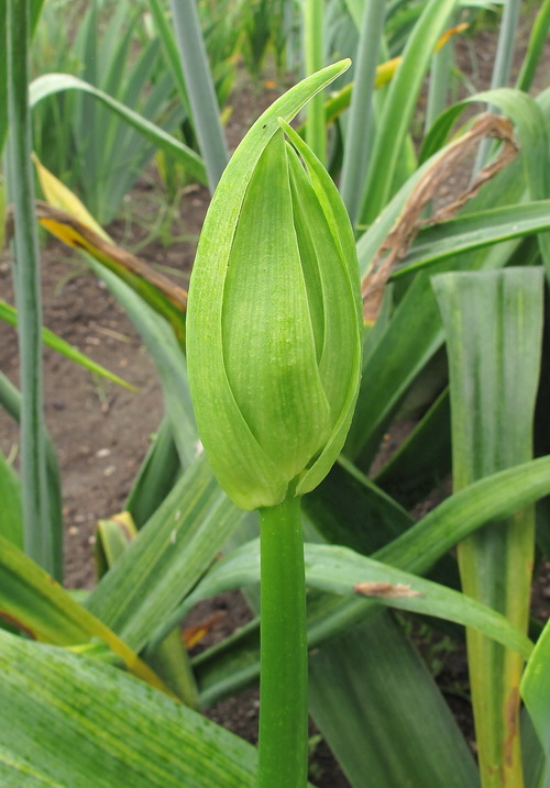 Изображение особи Galtonia candicans.