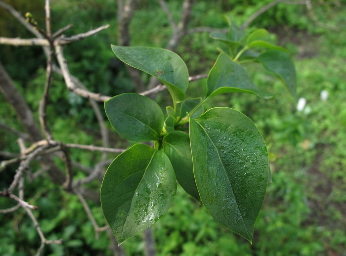 Image of Syringa vulgaris specimen.