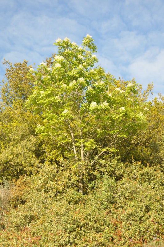 Image of Fraxinus ornus specimen.