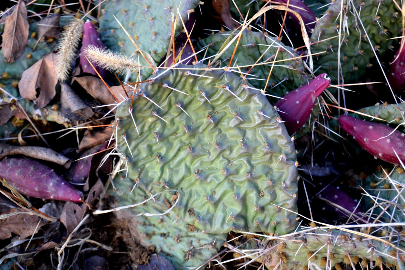 Image of Opuntia tortispina specimen.