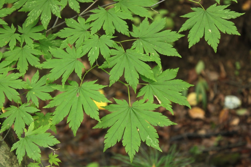 Изображение особи Acer pseudosieboldianum.