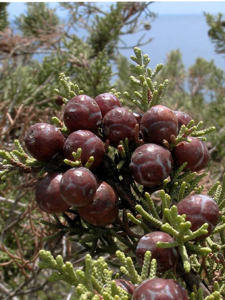 Изображение особи Juniperus phoenicea.