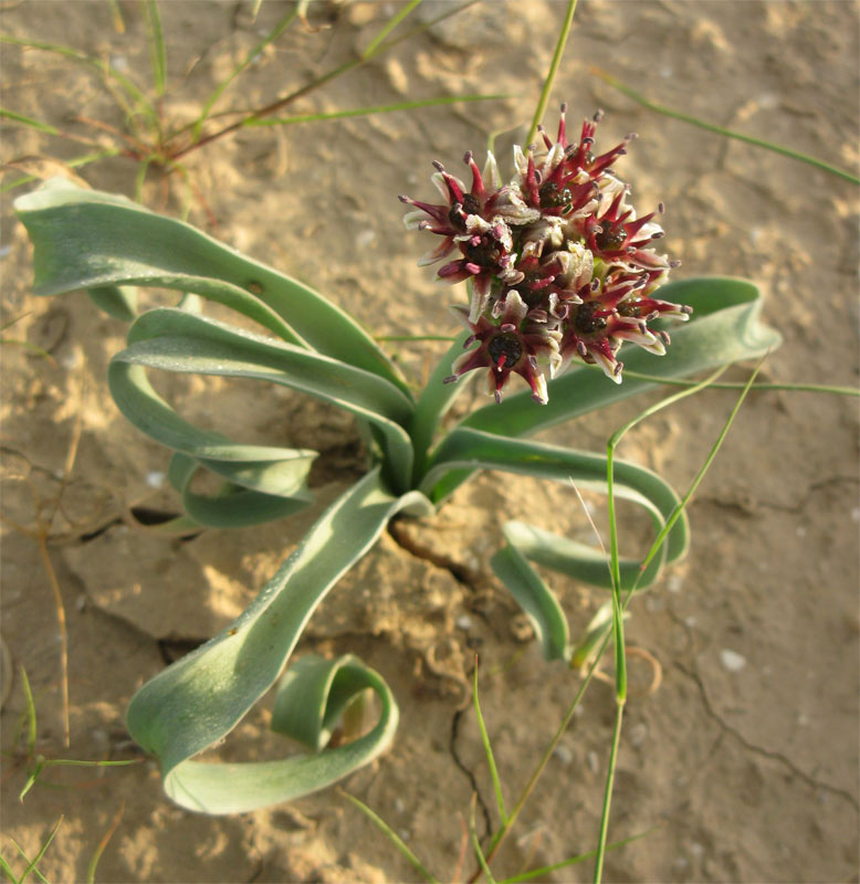 Image of Allium rothii specimen.