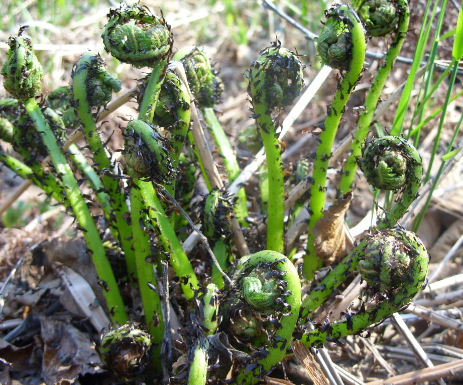 Изображение особи род Athyrium.