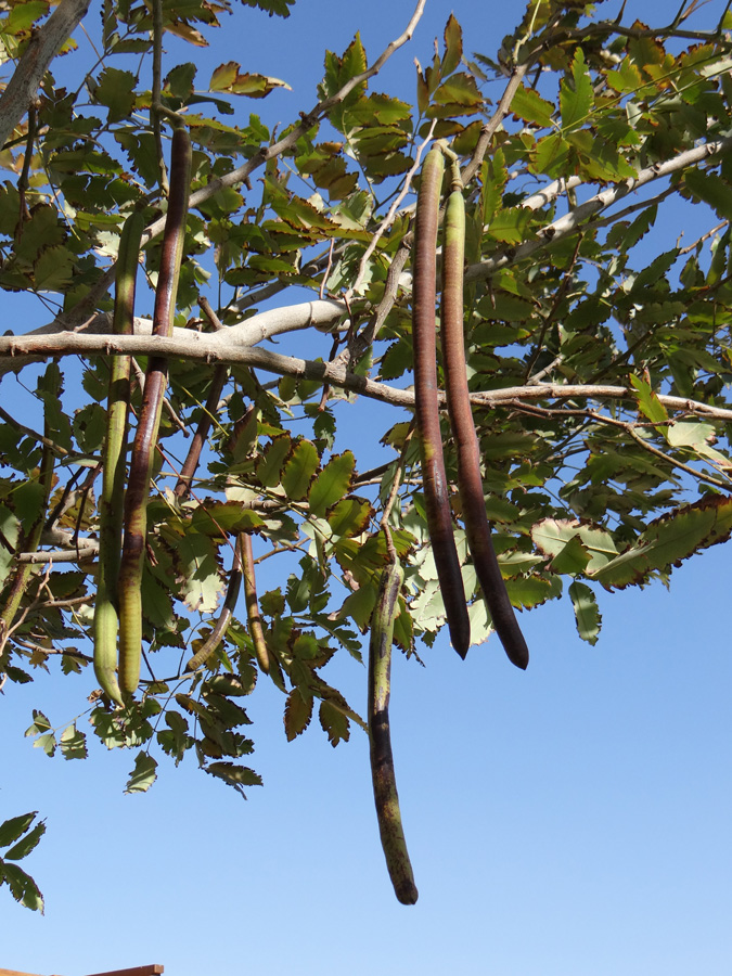 Image of genus Cassia specimen.