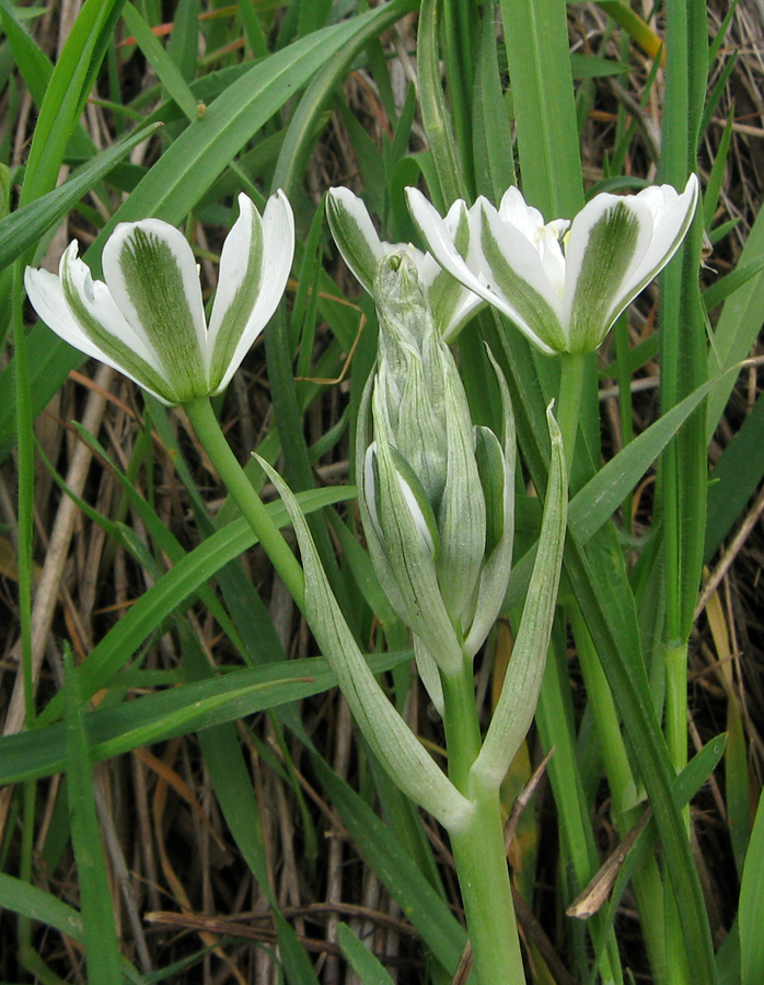 Image of Ornithogalum navaschinii specimen.