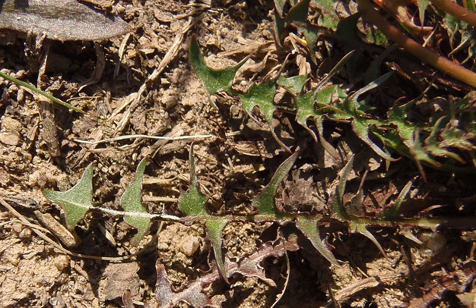 Image of genus Taraxacum specimen.