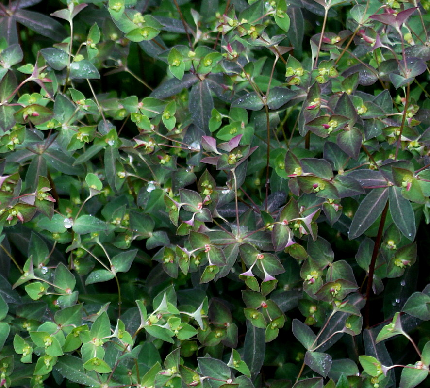 Image of genus Euphorbia specimen.