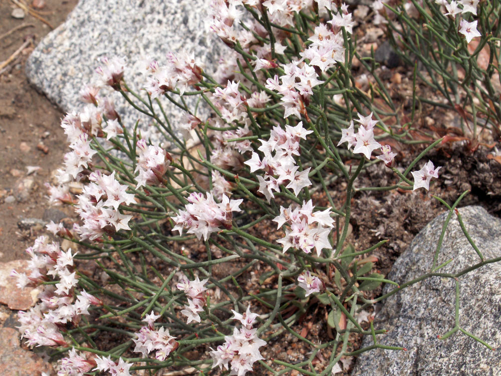 Image of Limonium hoeltzeri specimen.