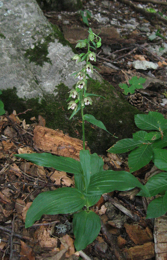 Image of Epipactis helleborine specimen.