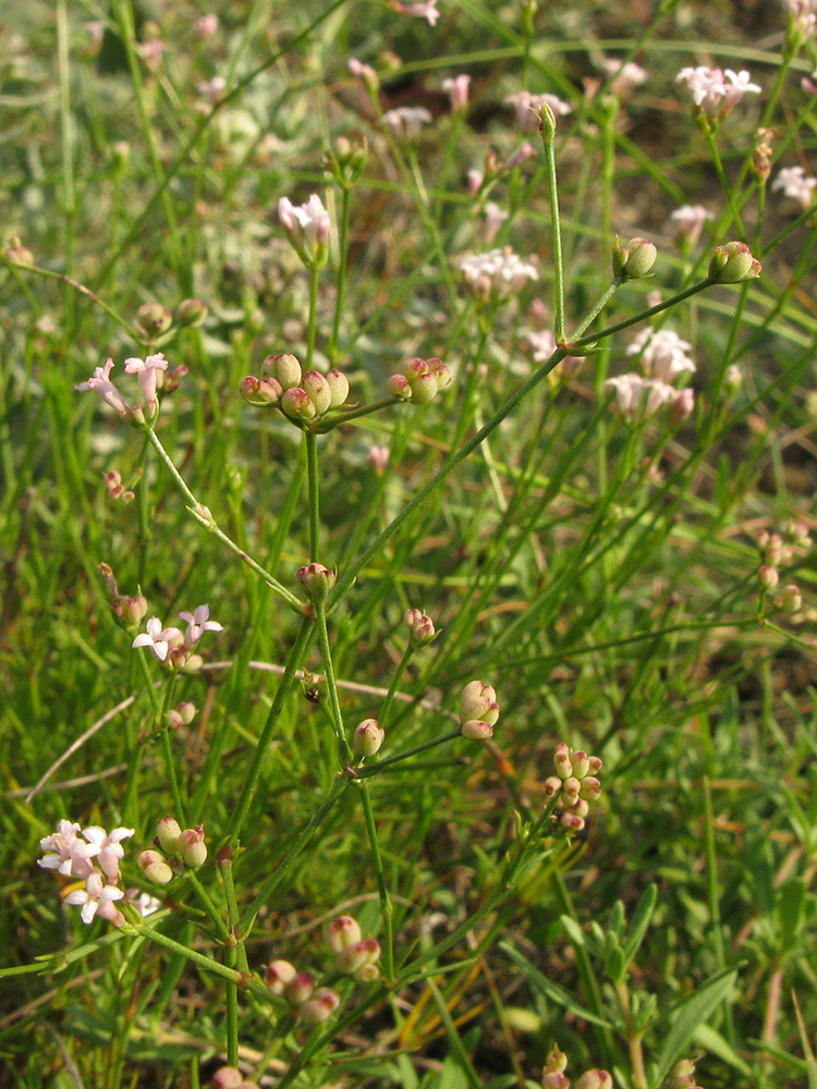 Image of Asperula supina specimen.