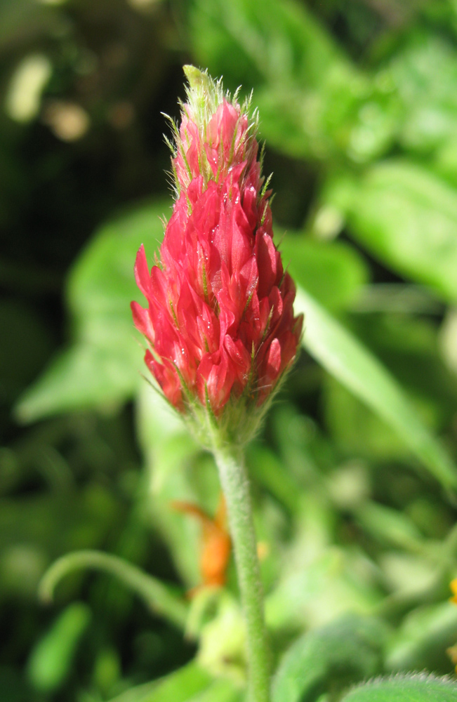 Image of Trifolium incarnatum specimen.