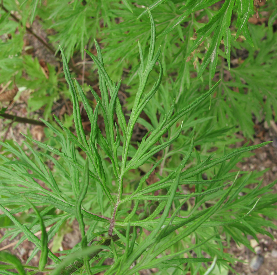 Изображение особи Artemisia vulgaris.