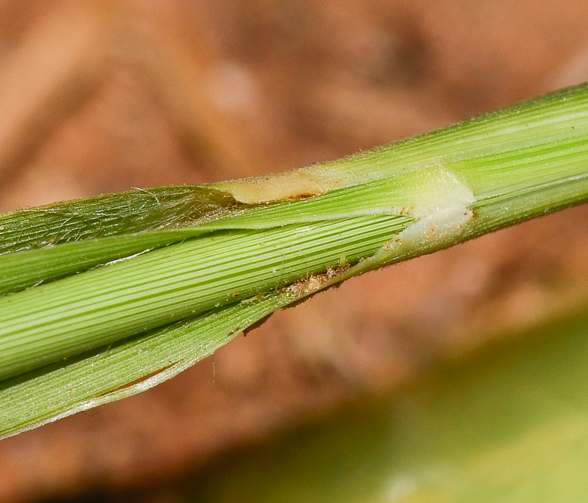 Image of Eragrostis bipinnata specimen.