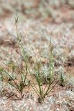 Allium margaritae. Зацветающие растения. Южный Казахстан, восточная граница пустыни Кызылкум. 08.05.2013.