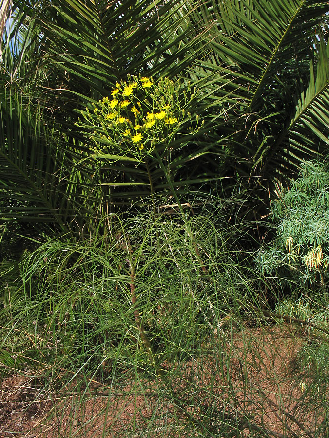 Изображение особи Sonchus leptocephalus.