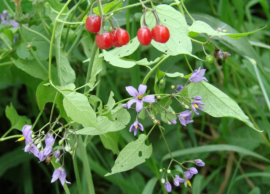 Image of Solanum kitagawae specimen.