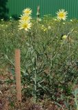 Tragopogon dasyrhynchus