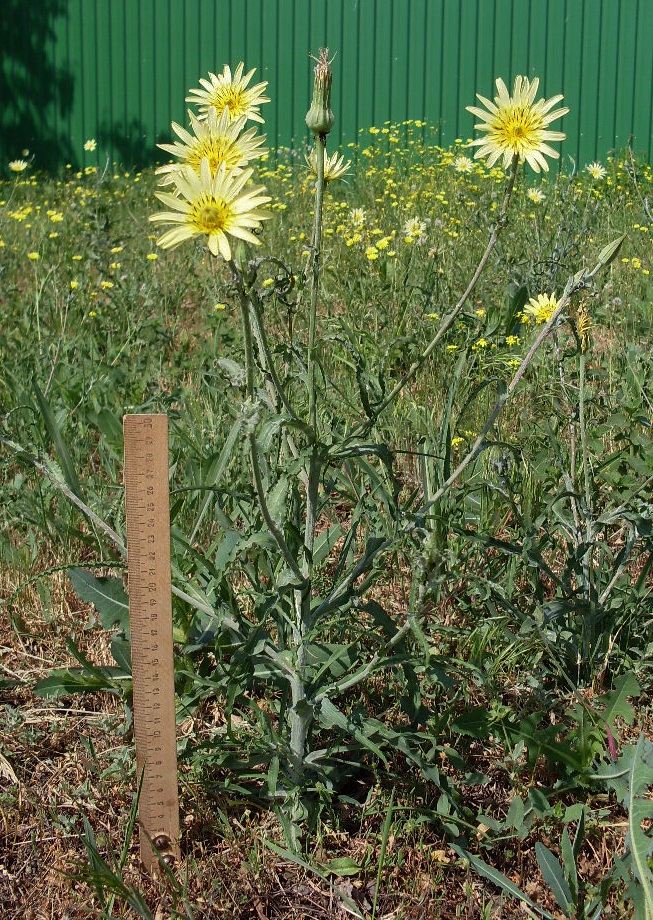 Image of Tragopogon dasyrhynchus specimen.