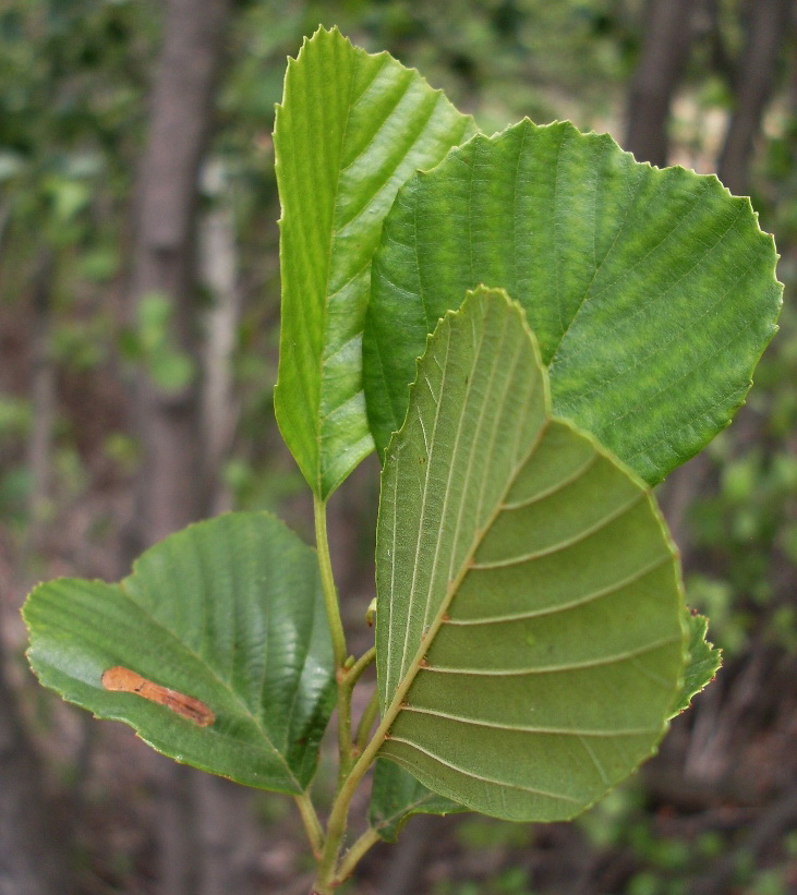 Изображение особи Alnus glutinosa.