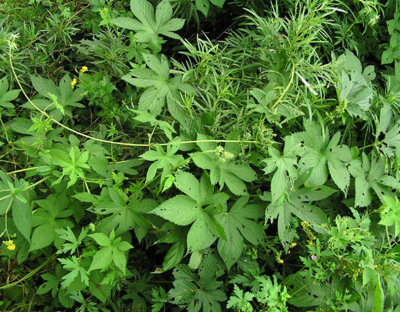 Image of Humulopsis scandens specimen.