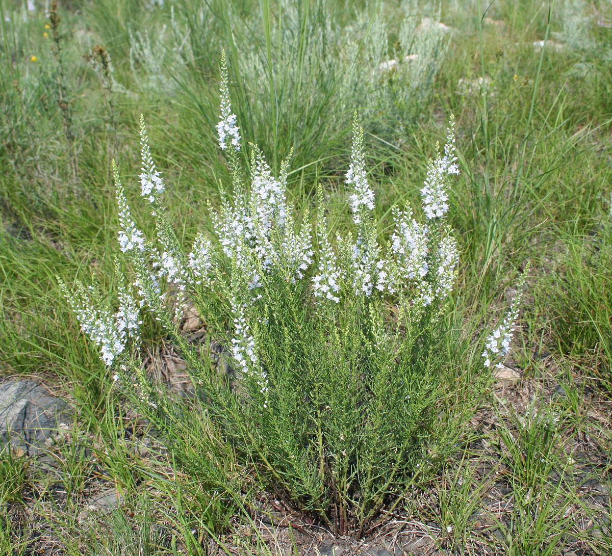 Image of Veronica pinnata specimen.