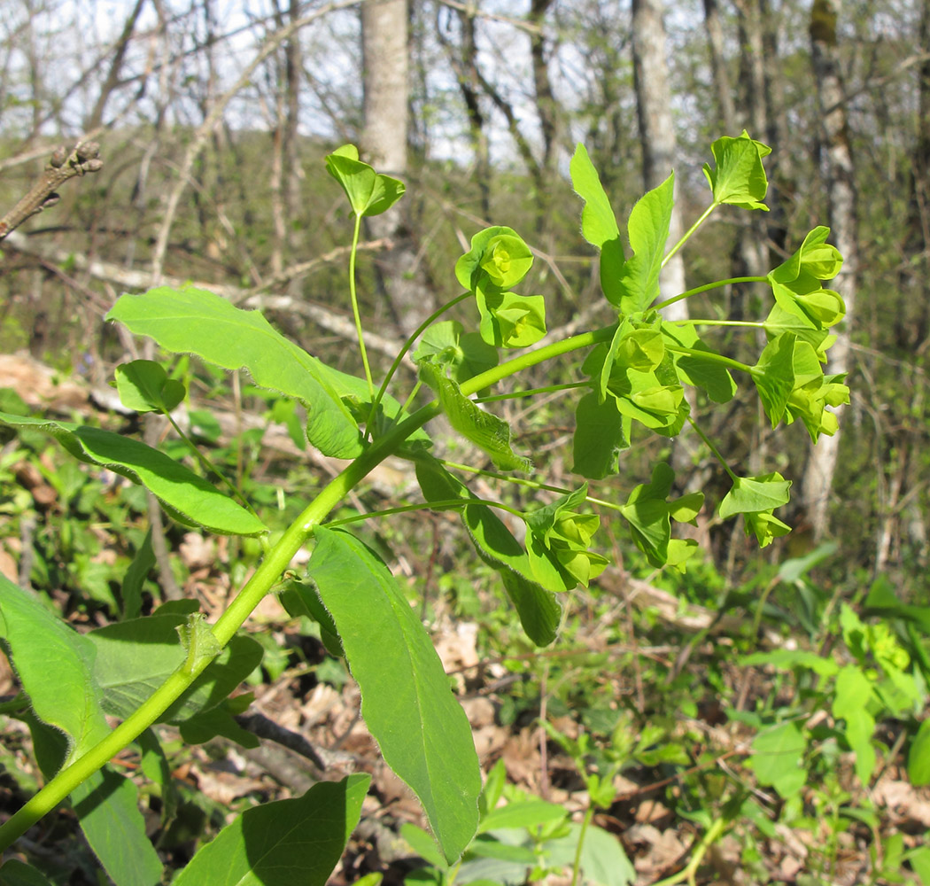 Image of Euphorbia squamosa specimen.