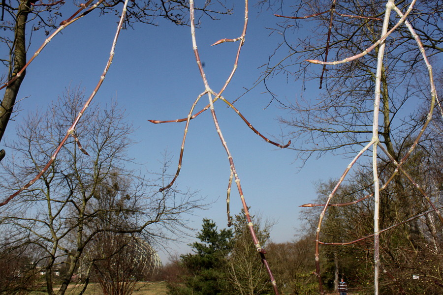 Изображение особи Euonymus sanguineus.