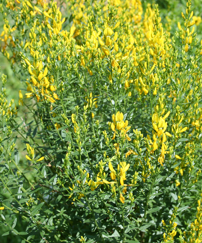 Image of Genista tinctoria specimen.