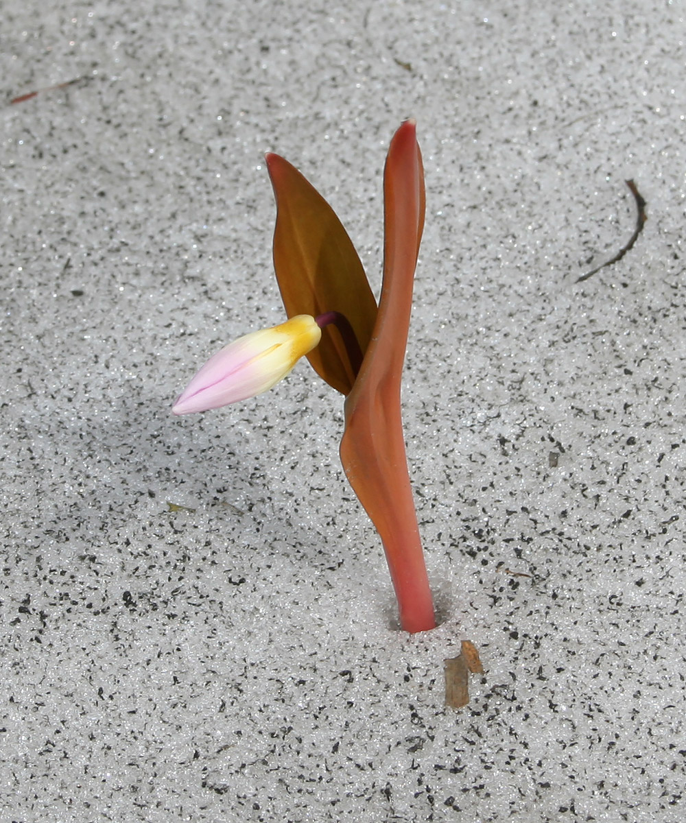 Image of Erythronium sibiricum specimen.