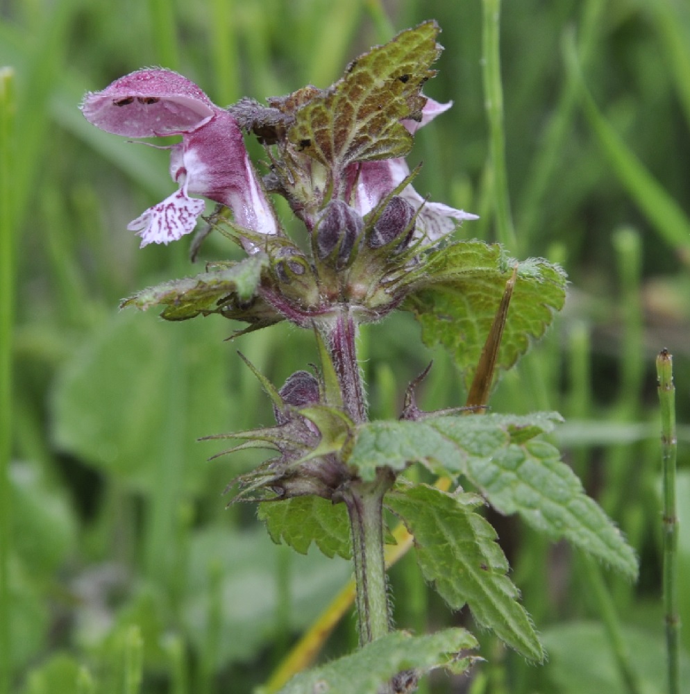 Image of Lamium maculatum specimen.