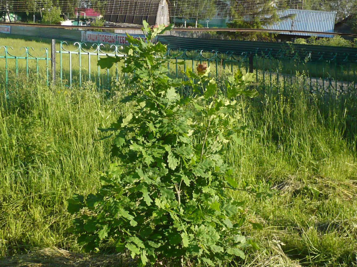 Image of Quercus robur specimen.